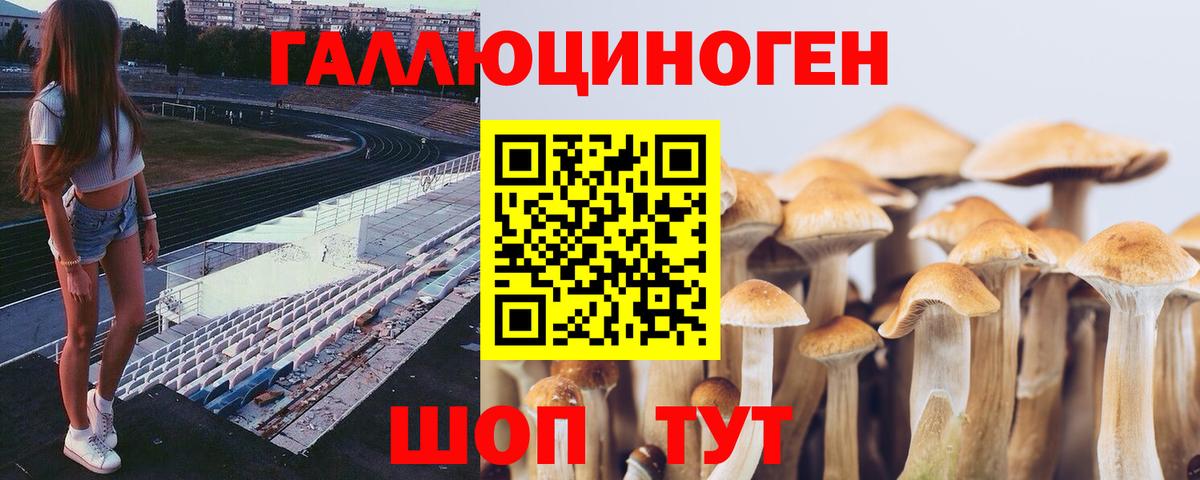 Галлюциногенные грибы Psilocybe Волгодонск
